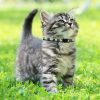 71J8FeC1HL._AC_SL1500_.jpg MJIYA Cat Collar with Bell, Breakaway Grid Collar with Plastic Buckle, Light Adjustable, Nylon, Kitty Collars