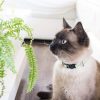 71YUYchwhJL._AC_SL1500_.jpg Pettsie Breakaway Cat Collar & Matching Friendship Bracelet – Adjustable, Soft Cotton Collar for Cats, Quick-Release Safety Buckle, Lightweight, Stylish, Designed for Cat Lovers, Green