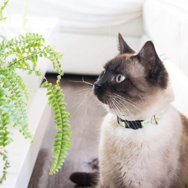 71YUYchwhJL._AC_SL1500_.jpg Pettsie Breakaway Cat Collar & Matching Friendship Bracelet – Adjustable, Soft Cotton Collar for Cats, Quick-Release Safety Buckle, Lightweight, Stylish, Designed for Cat Lovers, Green