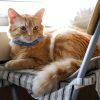 71bo8c-niAL._AC_SL1200_.jpg Cat Collar,Personalized Embroidered Nylon Cat ID Collars with Bell - Custom Text with Pet Name and Phone Number … (Cat Collar)