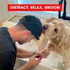 81OImwSaY0L._AC_SL1500_.jpg Distract-A-Hat ™ by Warren London - Dog Grooming Distraction Lick Hat for Nail Clipping and Grooming – Adjustable Fit with Adhesive Dog Lick Pad, Spreader & Cleaning Brush Included