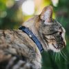 81TWto-WfsL._AC_SL1500_.jpg Buckle-Down Breakaway Cat Collar - Beauty & the Beast Story Script - 1/2" Wide - Fits 8-12" Neck - Medium