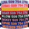 GoTags Personalized Cat Collars with Breakaway Safety Release Buckle, Custom Embroidered Cat Collar with Pet Name and Phone Number, Adjustable Nylon ID Collar with Bell for Cat or Kitten (Pack of 1)